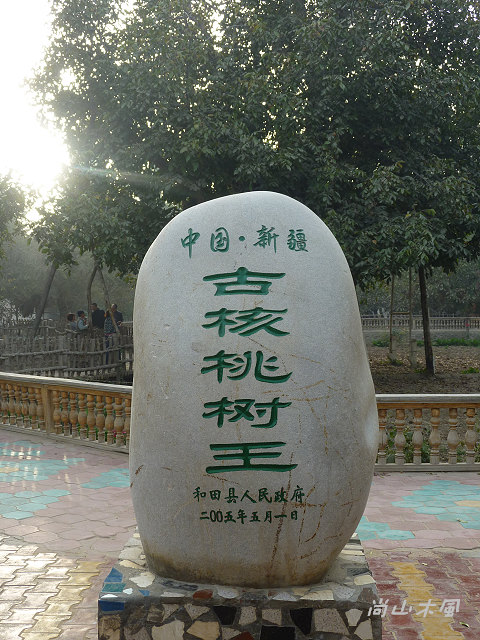 大漠南疆（35）核桃樹王公園