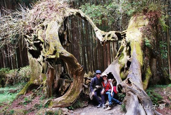賞櫻到阿里山（五）森林之美