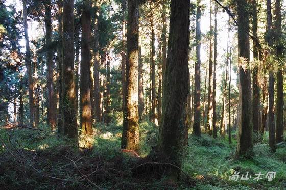 賞櫻到阿里山（十一）其他景點