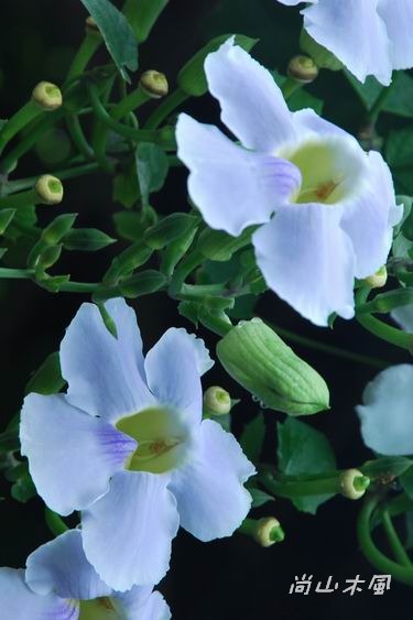 2007花蓮、台東隨興玩（6）森林公園／海濱公園