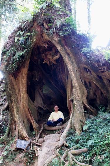 賞櫻到阿里山（五）森林之美