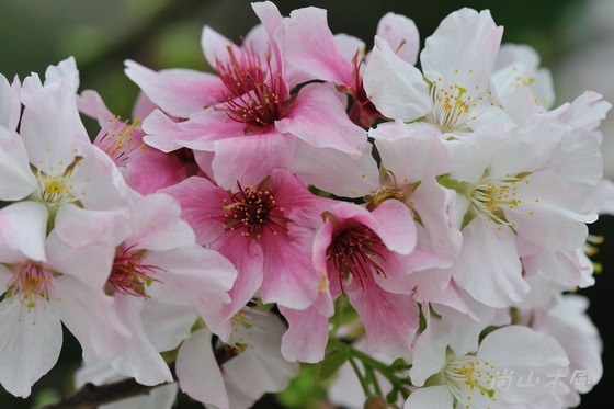 淡水天元宮的吉野櫻即將花開滿樹