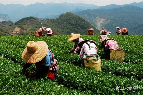 賞櫻到阿里山（二）路過觸口、行經隙頂