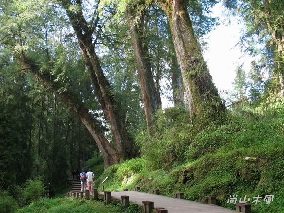 賞櫻到阿里山（五）森林之美