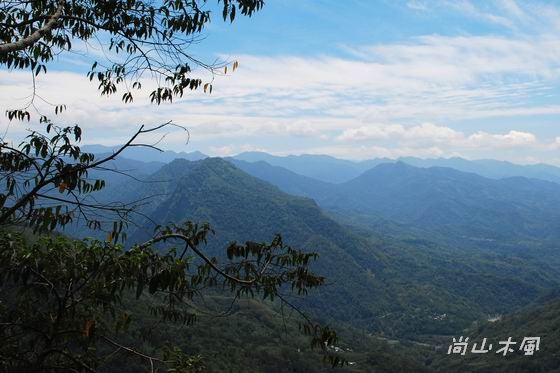 賞櫻到阿里山（四）阿里山公路風光