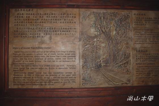 賞櫻到阿里山（五）森林之美