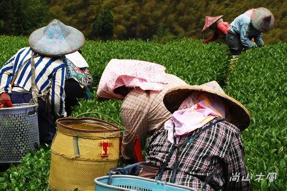 賞櫻到阿里山（二）路過觸口、行經隙頂