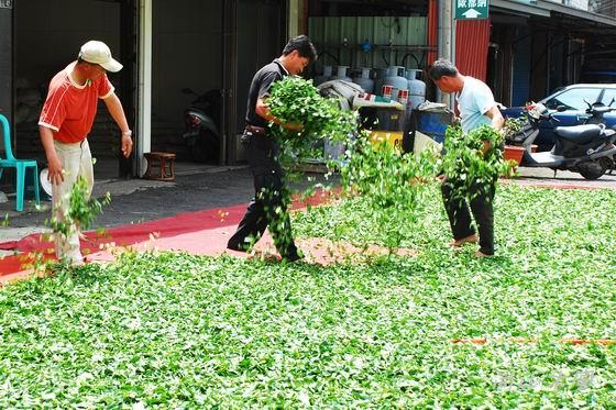 賞櫻到阿里山（二）路過觸口、行經隙頂