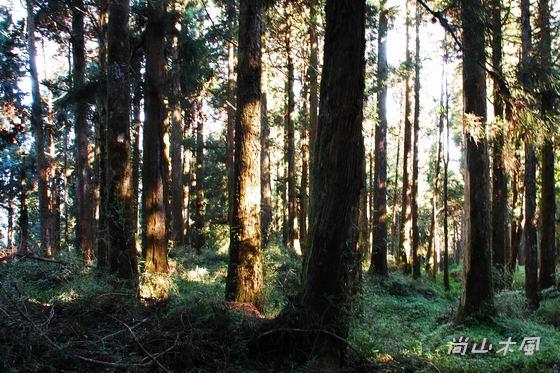 賞櫻到阿里山（五）森林之美