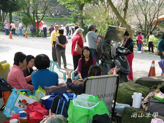 淡水天元宮的吉野櫻即將花開滿樹