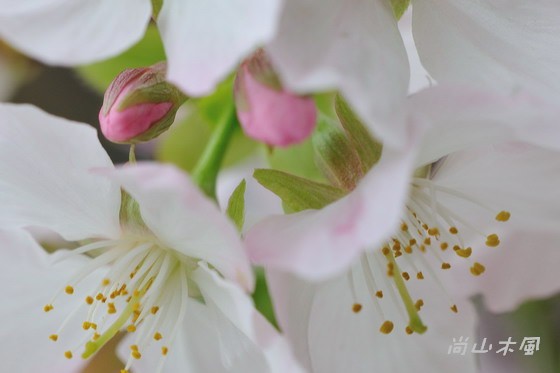 淡水天元宮的吉野櫻即將花開滿樹