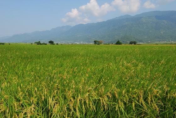 兜風在花東北環路上（二）瑞穗牧場