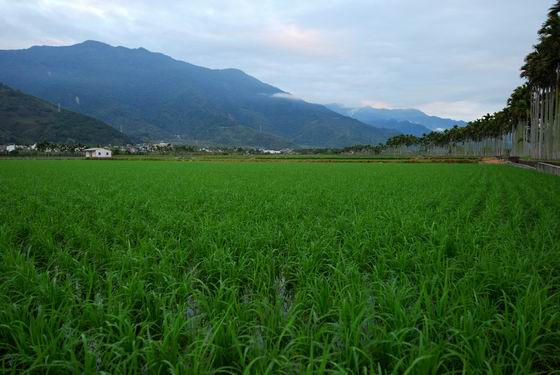徜徉花東縱谷（三）樂騎單車遊關山－－親水段