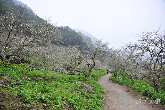 賞梅趴趴走（3）中原部落之互助國小