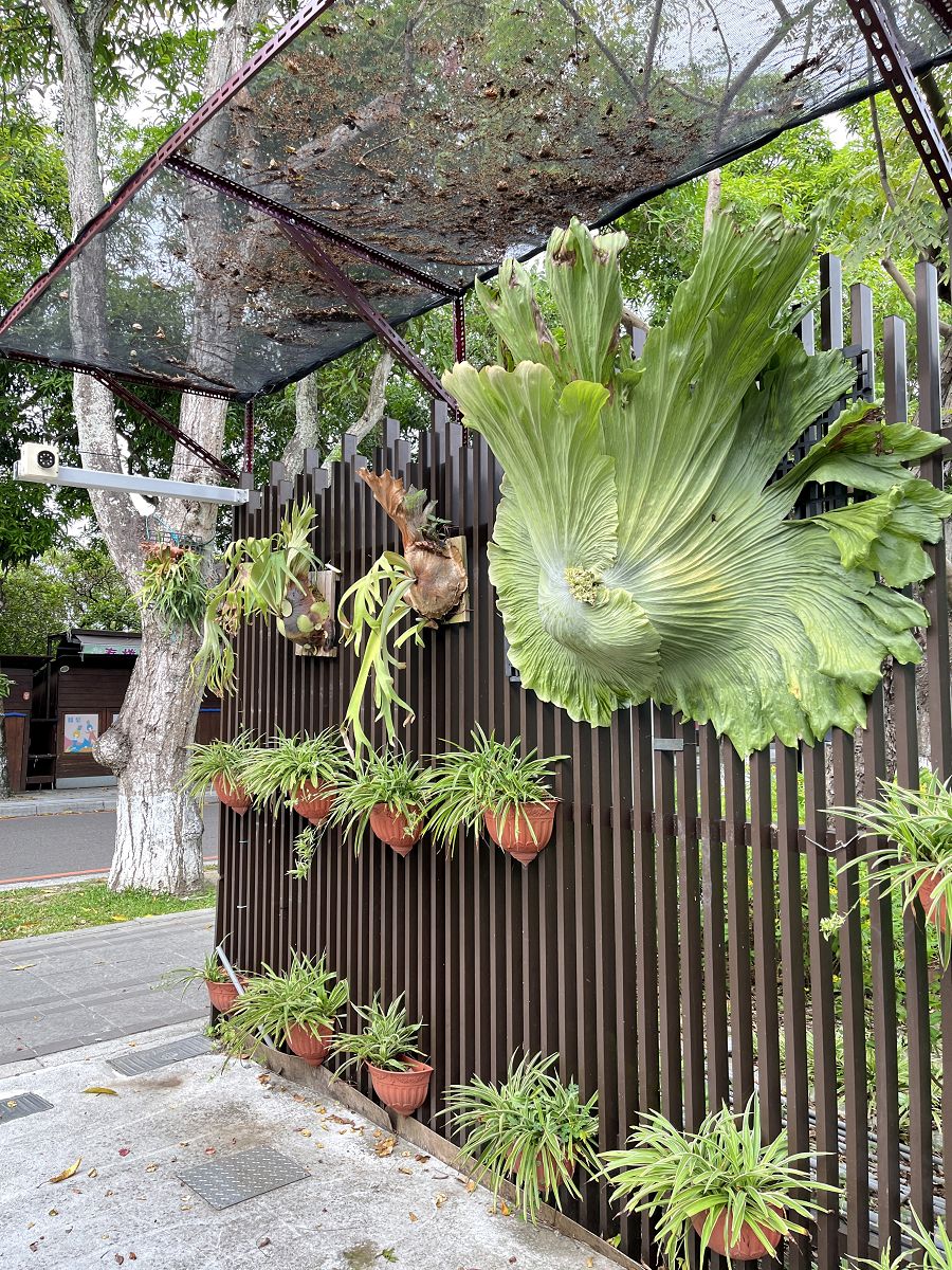 跟著班長去旅行(6)散策在古坑綠色隧道 - 第29張圖