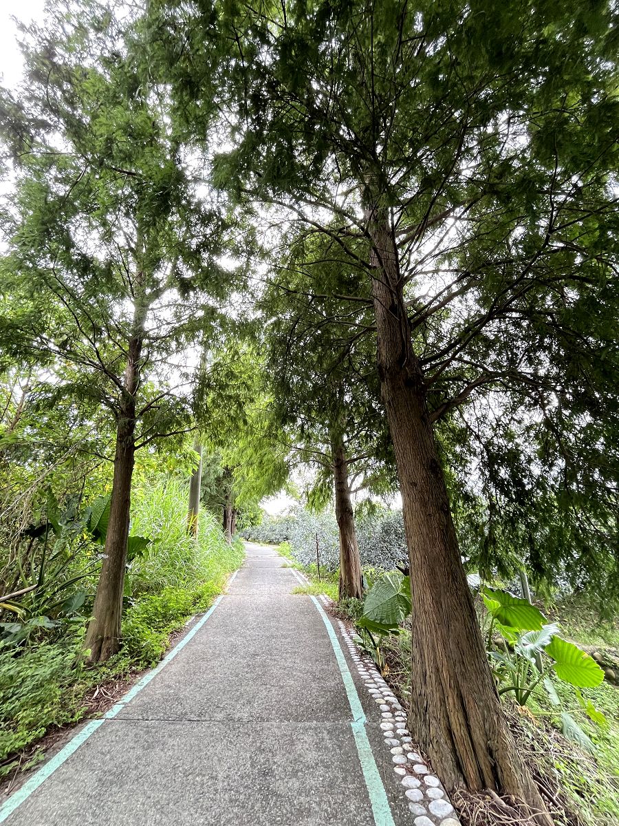 跟著班長去旅行(6)散策在古坑綠色隧道 - 第20張圖