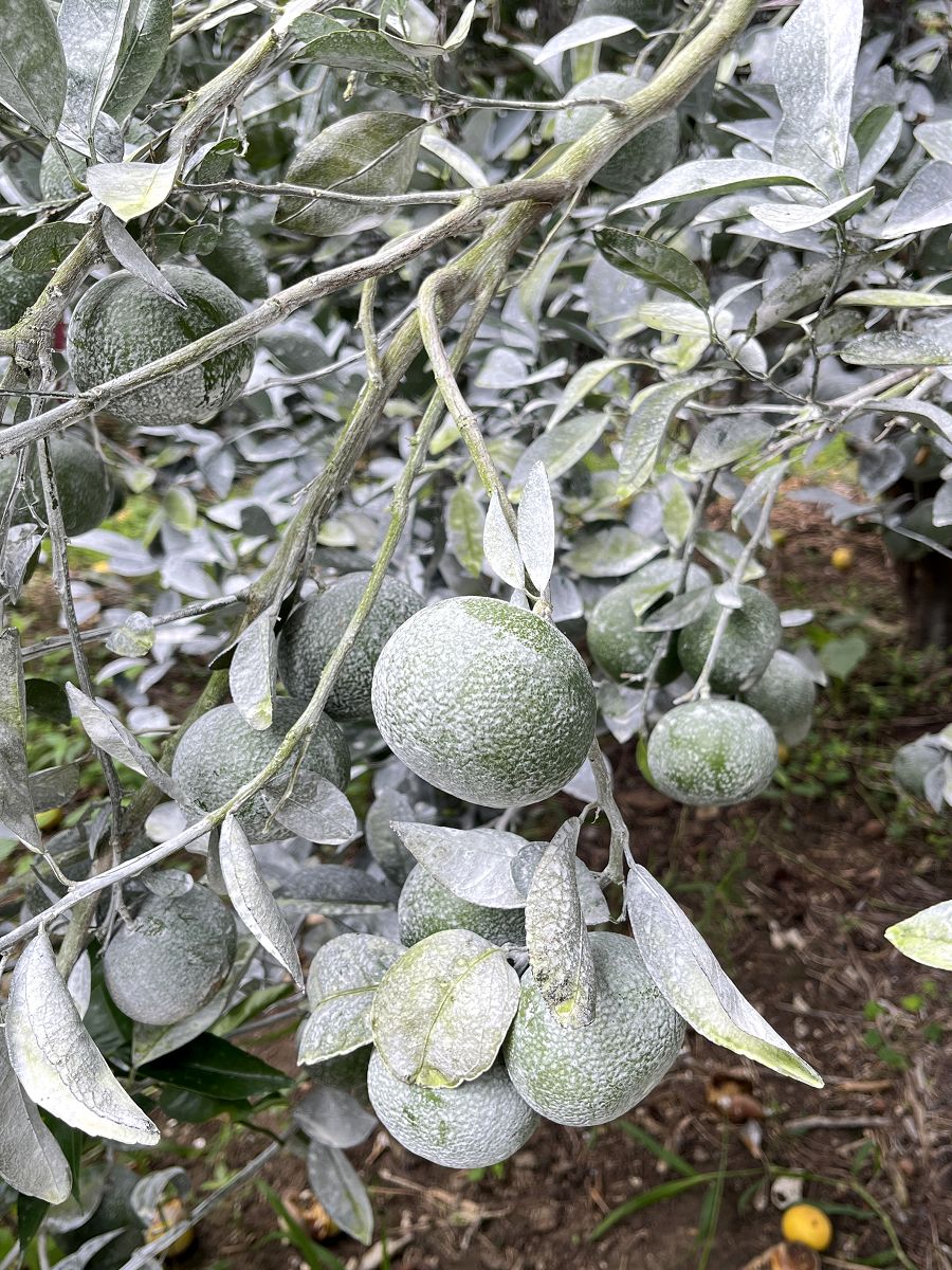 跟著班長去旅行(6)散策在古坑綠色隧道 - 第22張圖