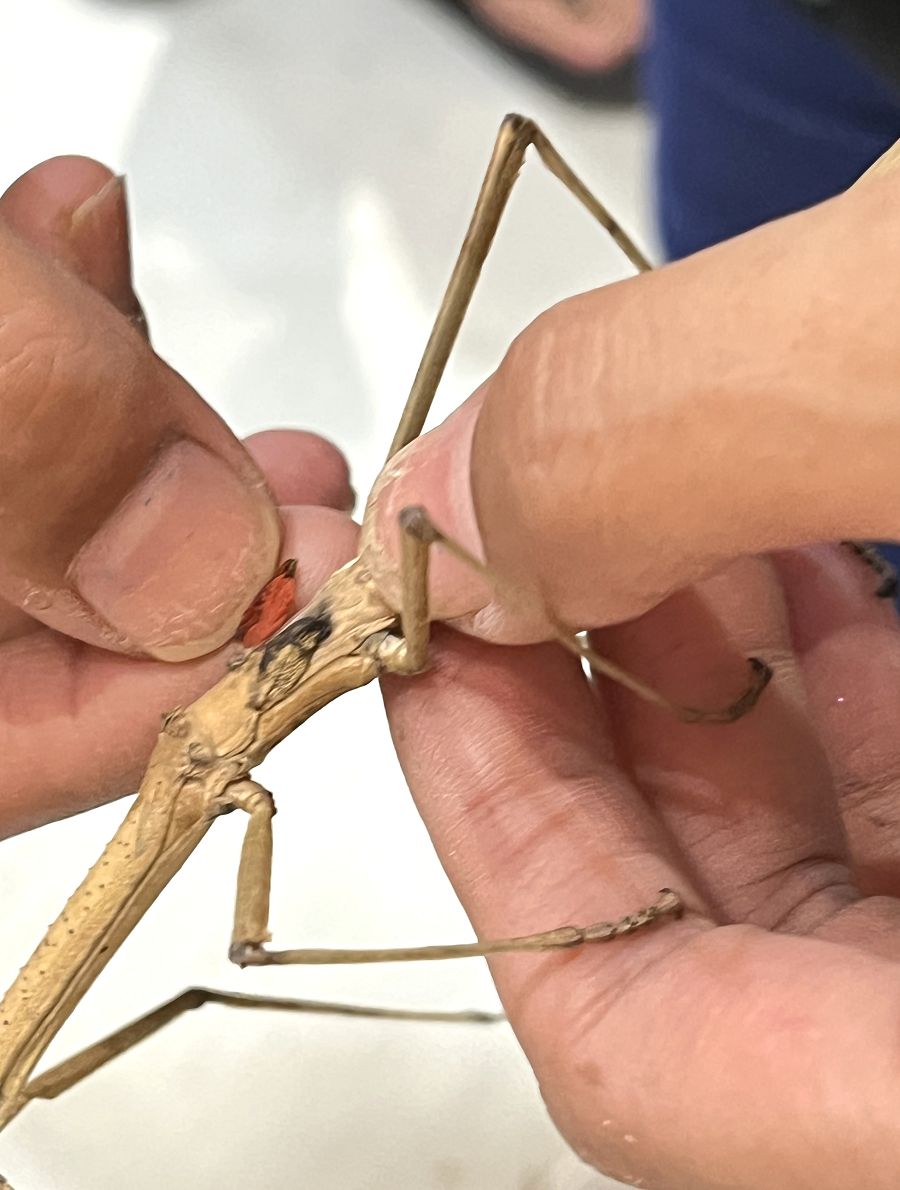 「自然圈農場」露營趣 - 第55張圖