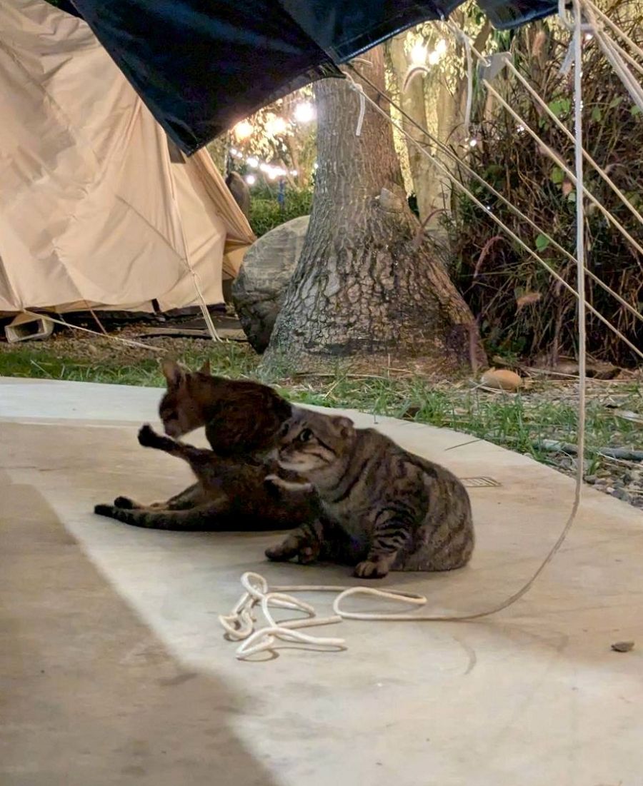 「自然圈農場」露營趣 - 第77張圖