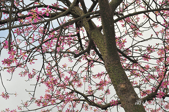 台北輕旅之雅聞與士林官邸賞花篇