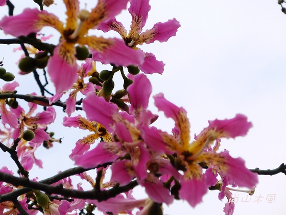 台北輕旅之雅聞與士林官邸賞花篇