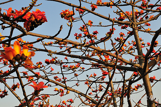 台北輕旅之雅聞與士林官邸賞花篇