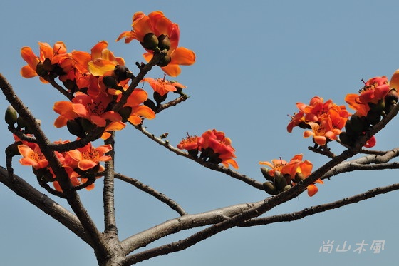 台北輕旅之雅聞與士林官邸賞花篇