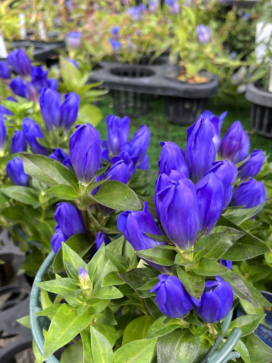 日本追楓趣（8）袋田瀑布