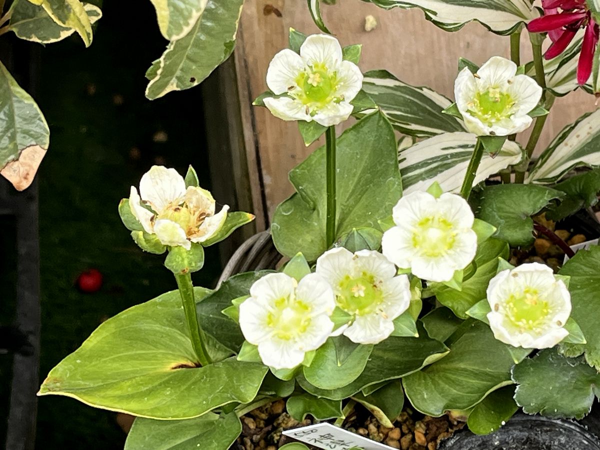 日本追楓趣（8）袋田瀑布