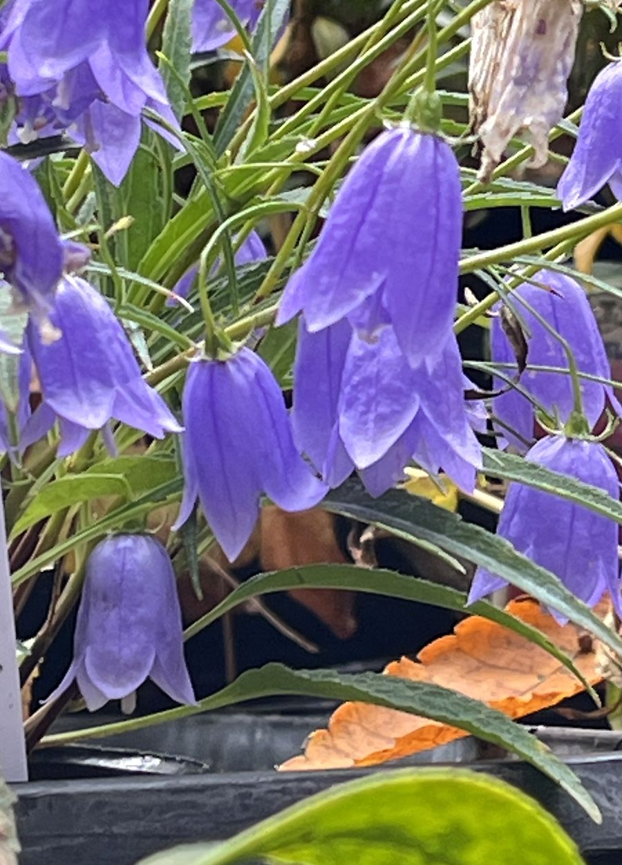 日本追楓趣（8）袋田瀑布