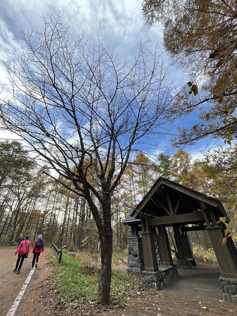 日本追楓趣（11）五色沼