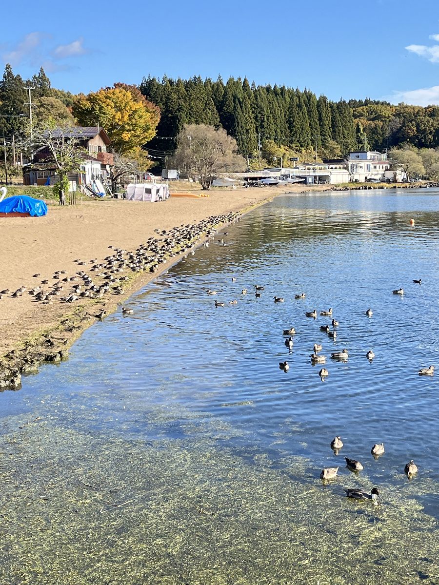 日本追楓趣（14）豬苗代湖