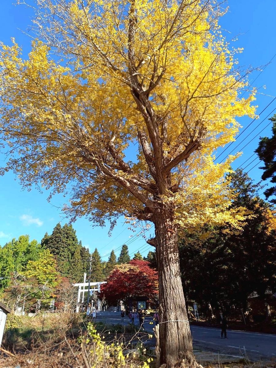 日本追楓趣（13）土津神社