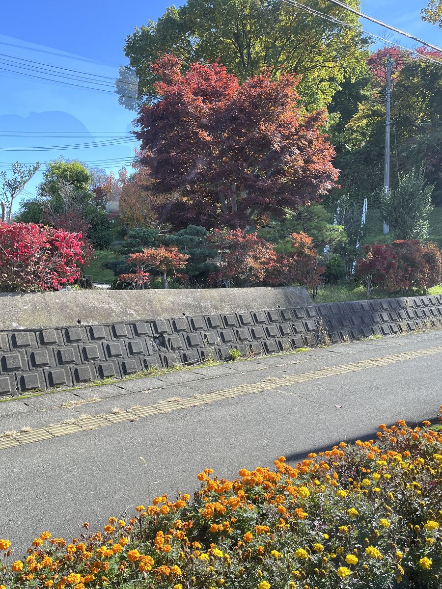 日本追楓趣（16）午餐於「丸龜製麵」