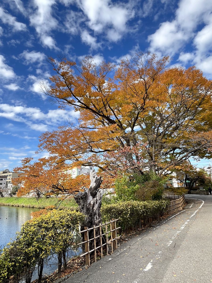 日本追楓趣（17）散策在「會津若松城」
