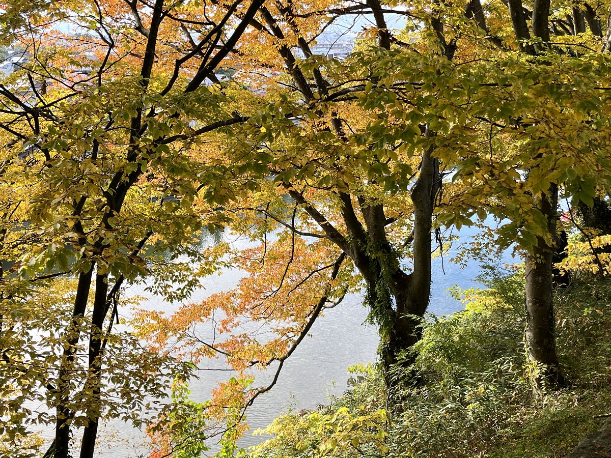 日本追楓趣（17）散策在「會津若松城」