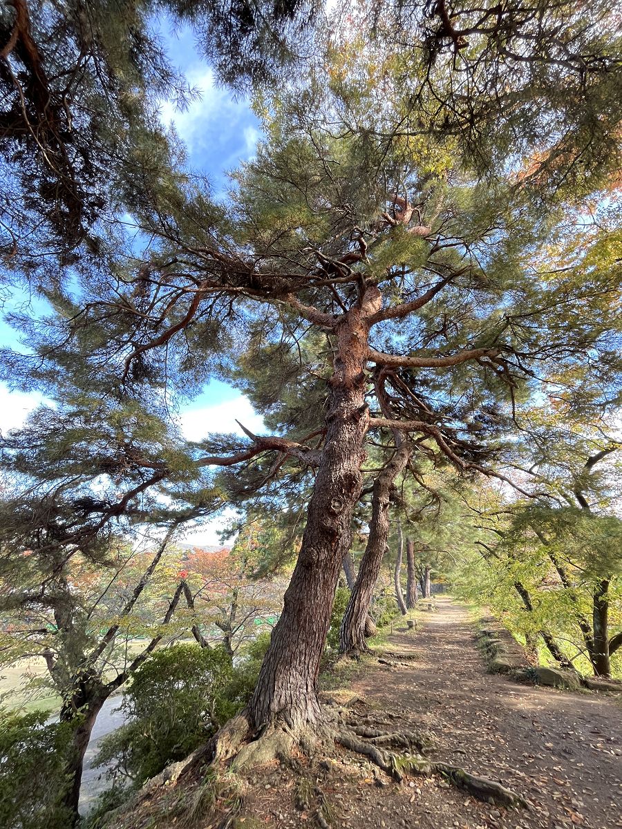 日本追楓趣（17）散策在「會津若松城」