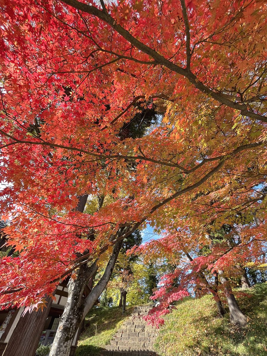 日本追楓趣（17）散策在「會津若松城」