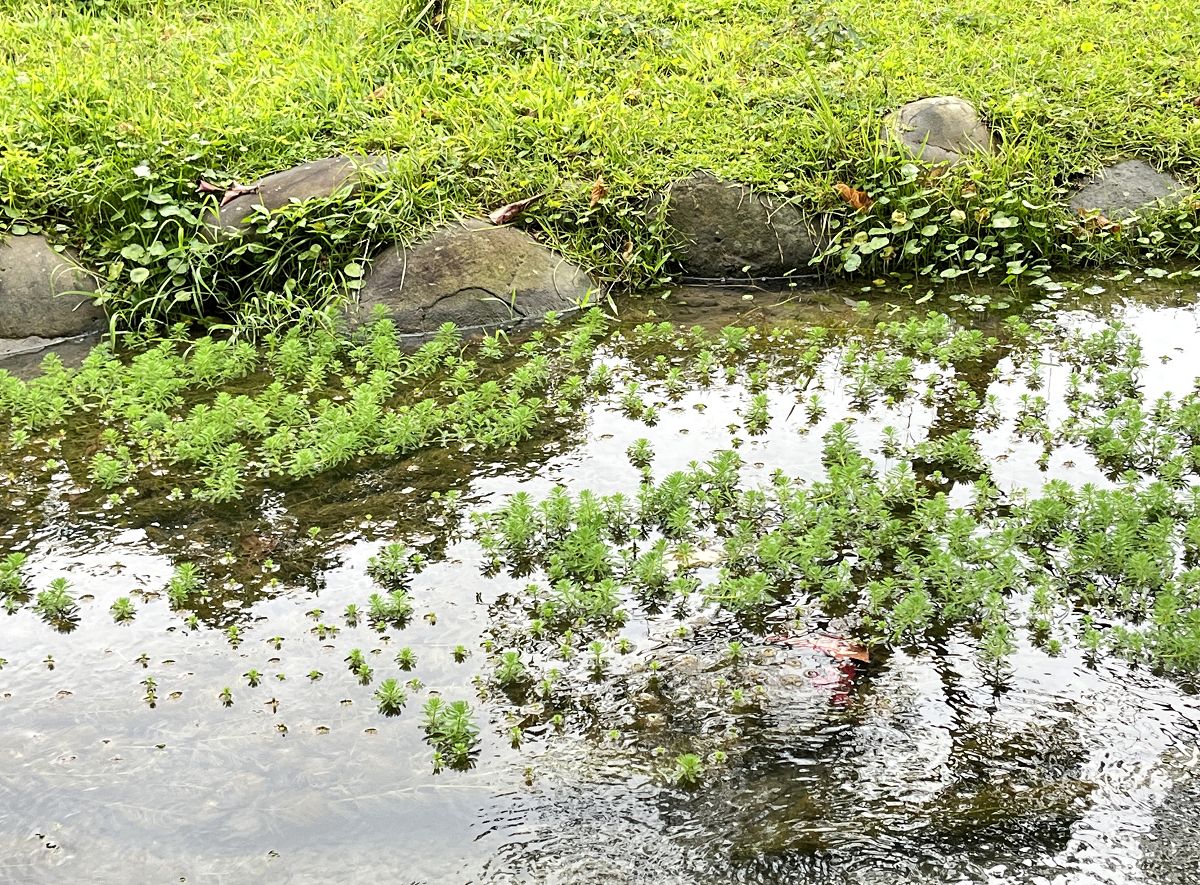 「開心家族」大溪漫遊趣