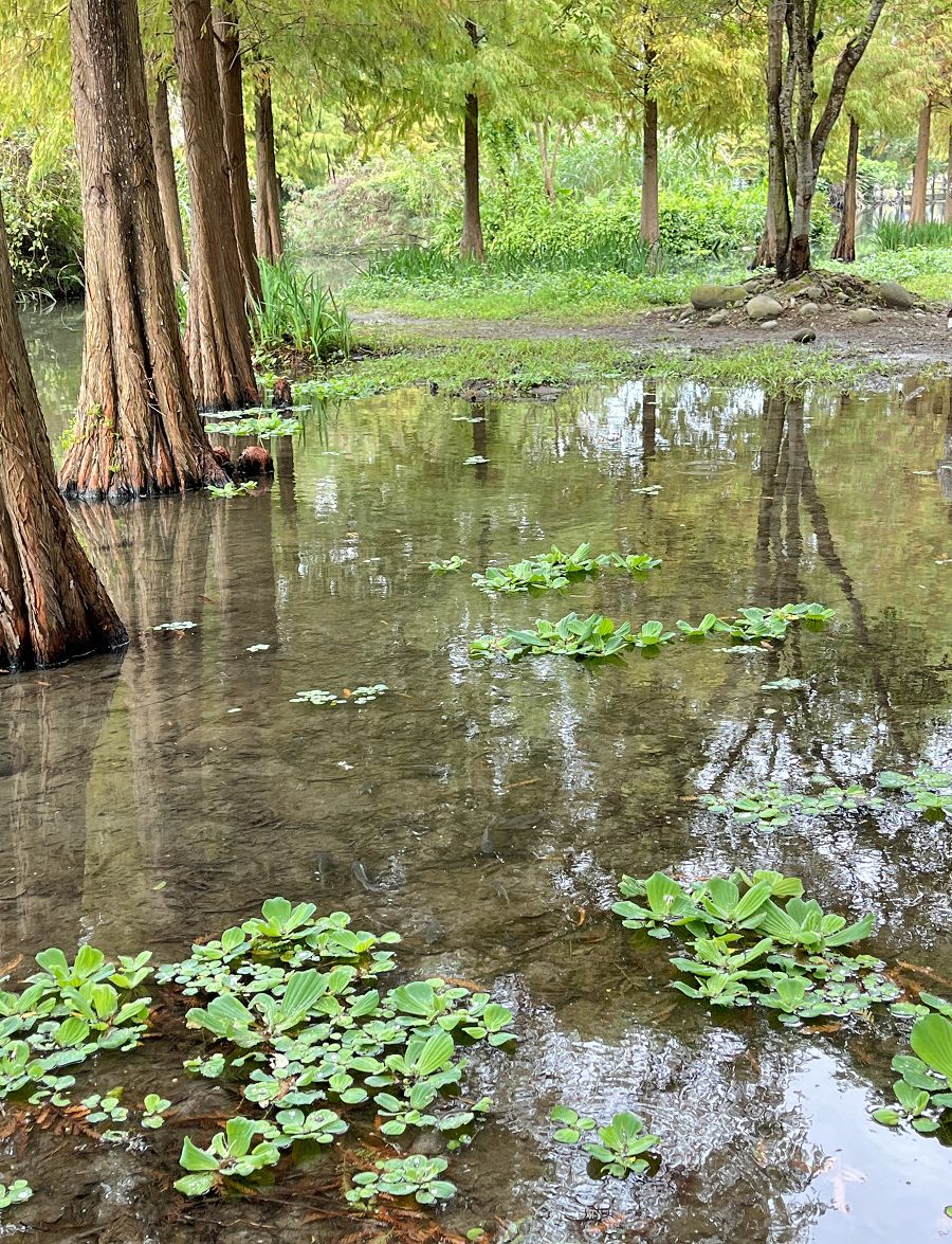 「開心家族」大溪漫遊趣 - 第25張圖 「開心家族」大溪漫遊趣