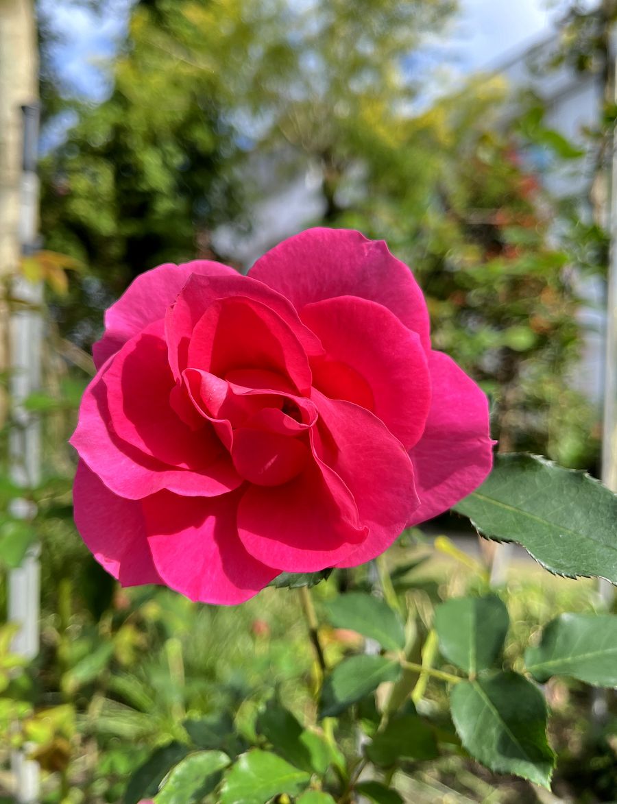 台北輕旅之雅聞與士林官邸賞花篇