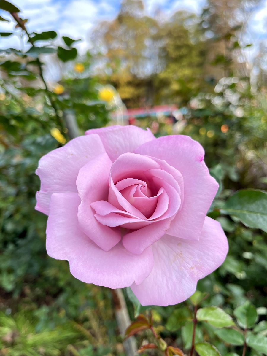 台北輕旅之雅聞與士林官邸賞花篇