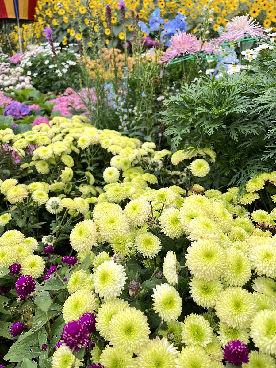 台北輕旅之雅聞與士林官邸賞花篇