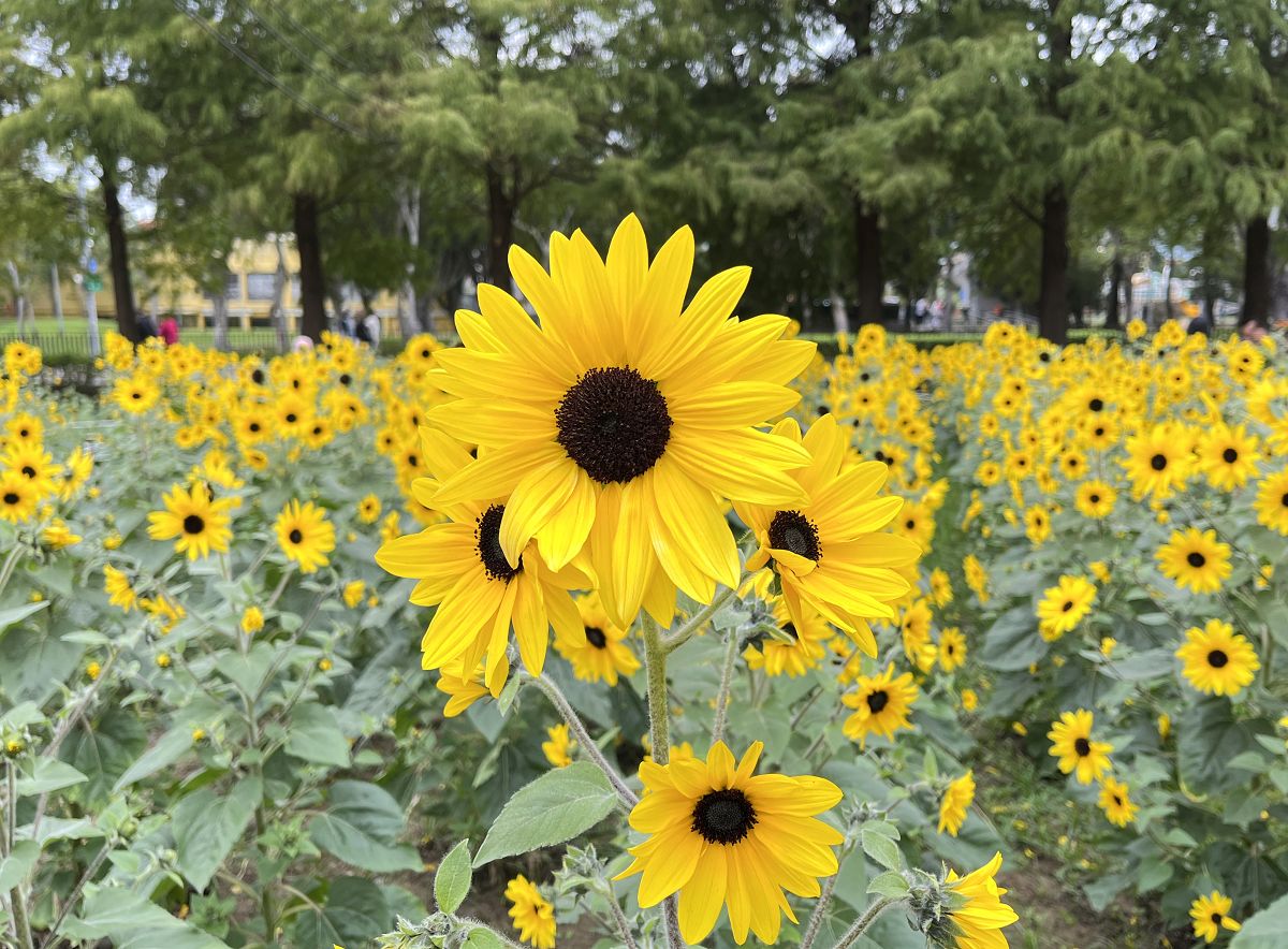 台北輕旅之雅聞與士林官邸賞花篇