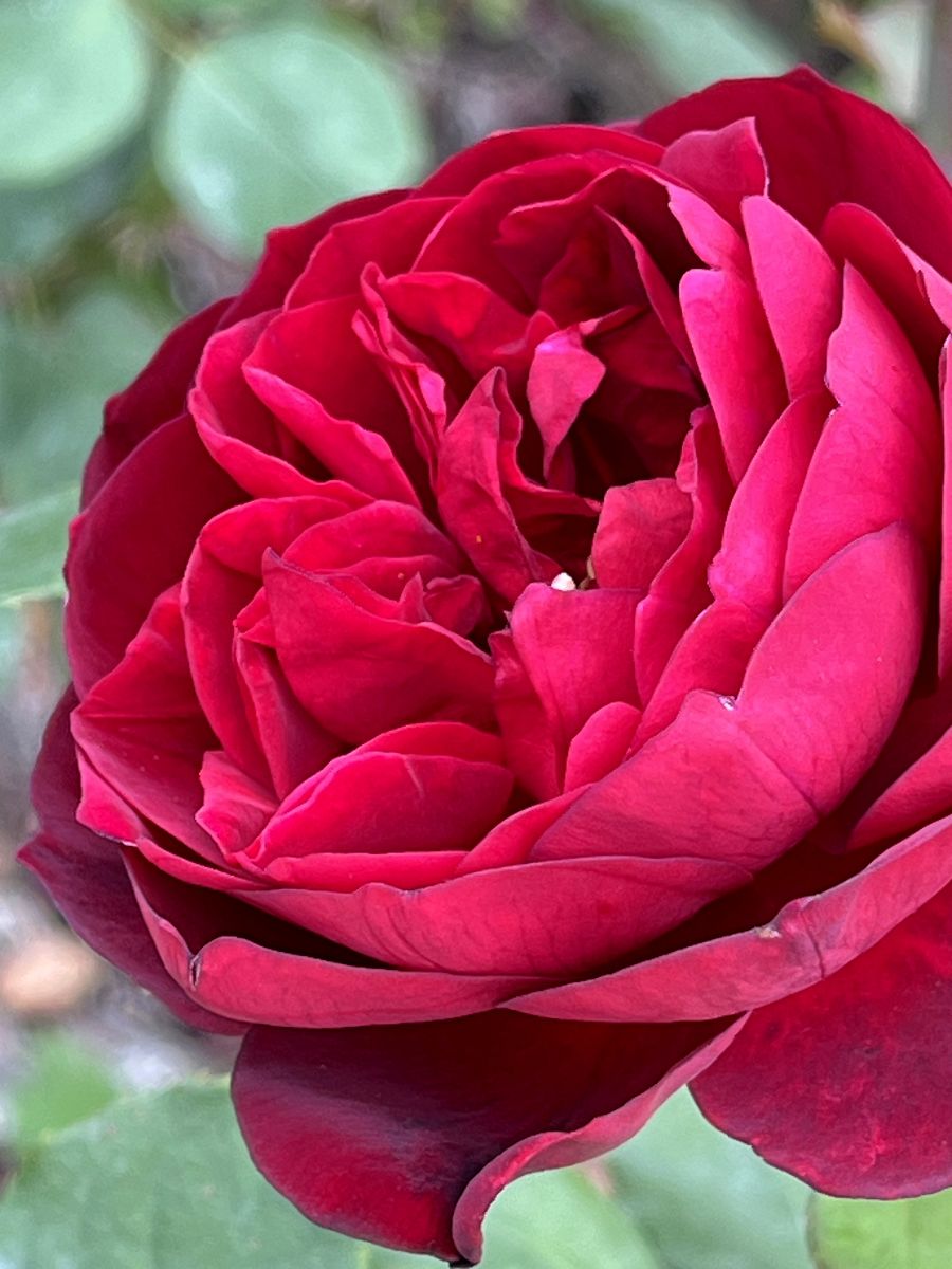 台北輕旅之雅聞與士林官邸賞花篇