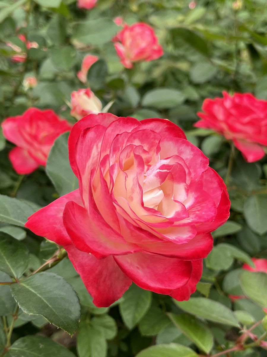 台北輕旅之雅聞與士林官邸賞花篇