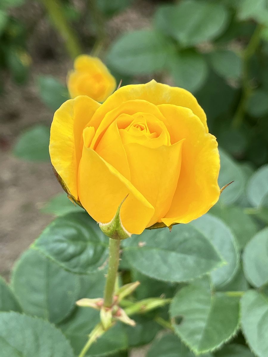 台北輕旅之雅聞與士林官邸賞花篇