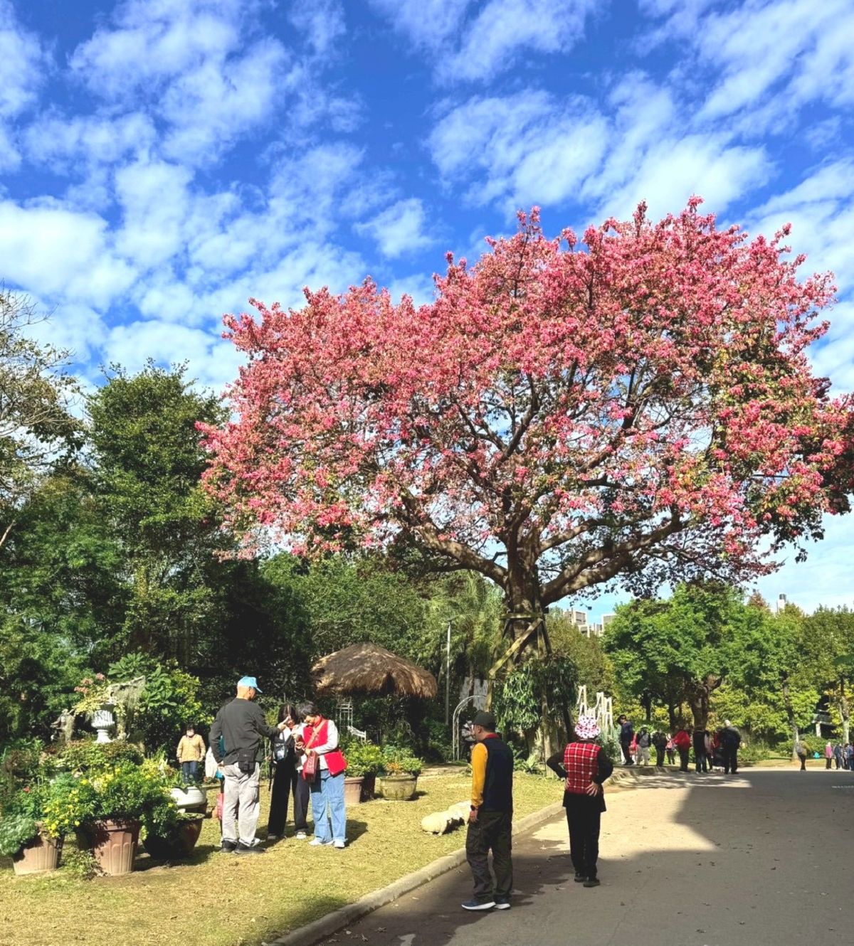 台北輕旅之雅聞與士林官邸賞花篇