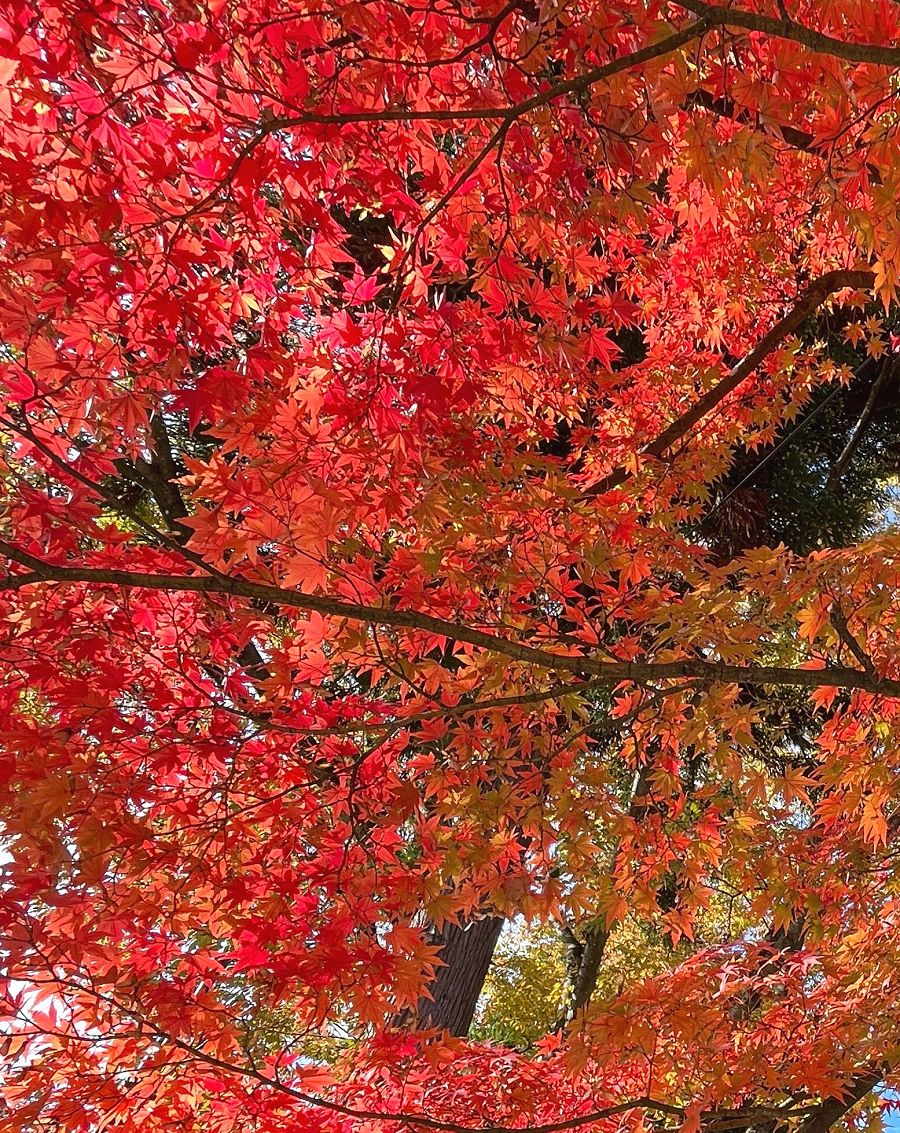 日本追楓趣（17）散策在「會津若松城」