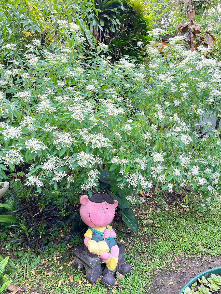 台北輕旅之雅聞與士林官邸賞花篇